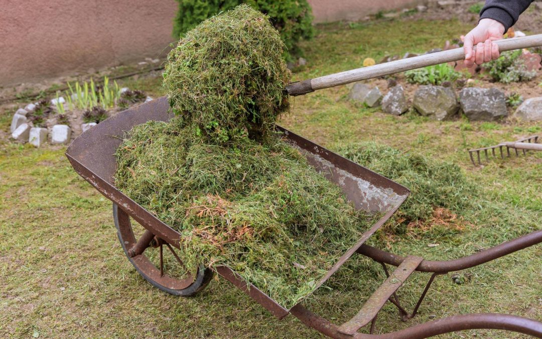 Mech jak się go pozbyć z trawnika?
